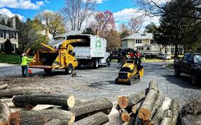 Trusted Jerome, ID Tree Removal Services Experts