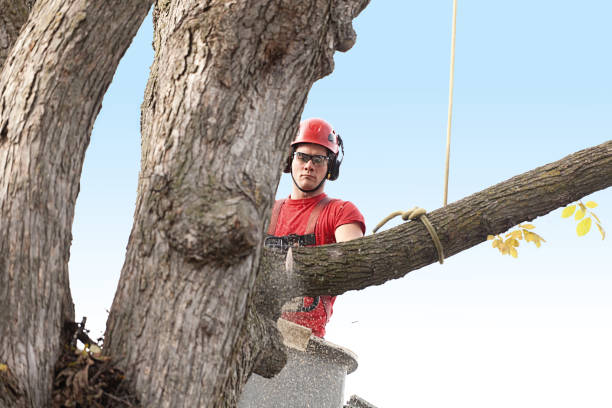 How Our Tree Care Process Works  in  Jerome, ID